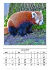 März_Kleiner Panda.pdf